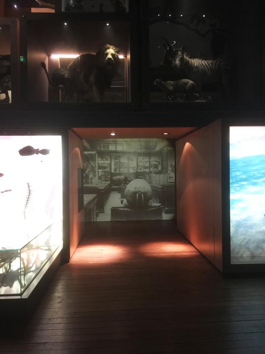 Projected Glass slide of GNM museum C. 1900