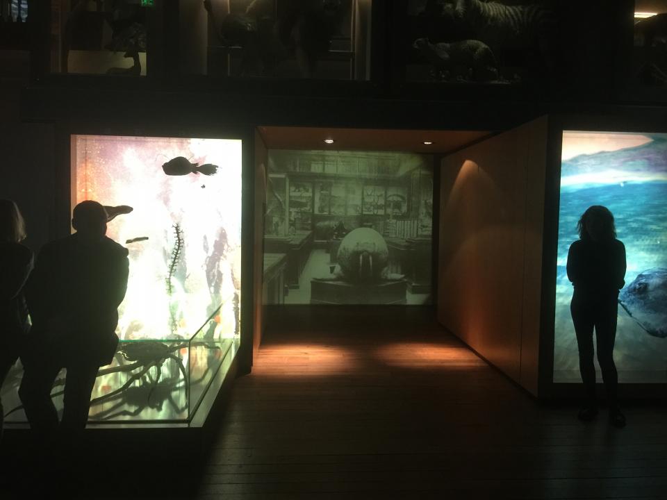 Projection of old museum in-between new displays 